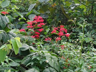 Clerodendrum japonicum, photographed by 雲一百香果