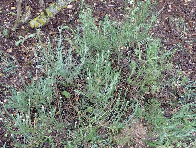 Santolina rosmarinifolia, photographed by scolym