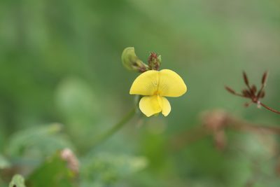 Vigna luteola, photographed by Rich Sommer