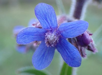 Anchusa azurea, photographed by scolym
