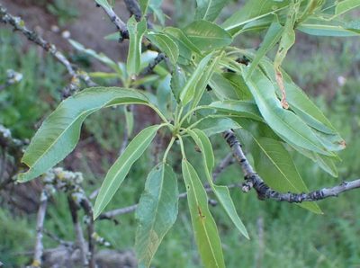 Prunus amygdalus, photographed by scolym