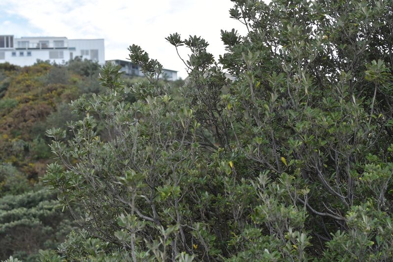 Pittosporum crassifolium, photographed by Christopher Stephens