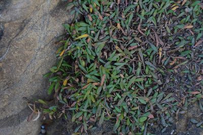 Goodenia radicans, photographed by Christopher Stephens