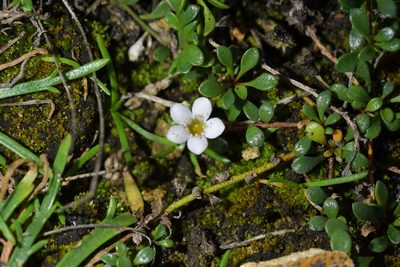 Samolus repens, photographed by Christopher Stephens