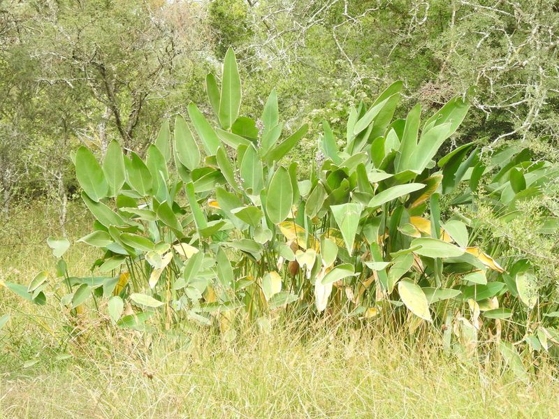 Thalia multiflora, photographed by Eduardo Luis Beltrocco