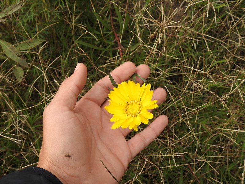 Grindelia scorzonerifolia, photographed by Eduardo Luis Beltrocco