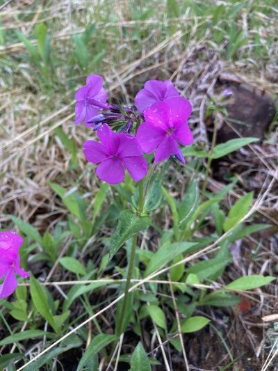 Phlox ovata, photographed by Hill Craddock