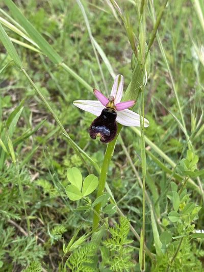 Ophrys bertolonii, photographed by Debora Barbato