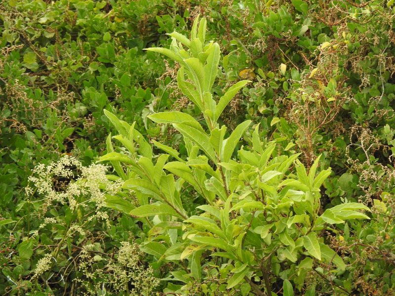 Solanum argentinum, photographed by Eduardo Luis Beltrocco