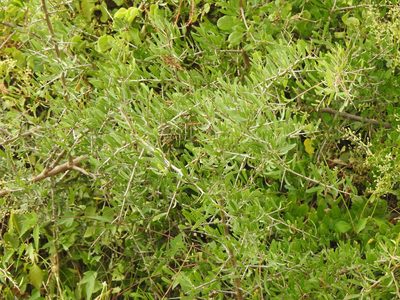 Schinus longifolia, photographed by Eduardo Luis Beltrocco