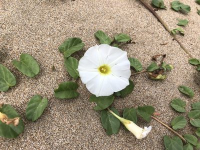 Ipomoea imperati, photographed by 黃美滿