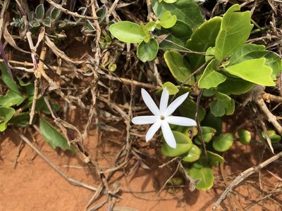 Jasminum nervosum, photographed by 黃美滿