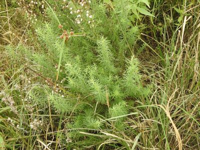 Baccharis coridifolia, photographed by Eduardo Luis Beltrocco