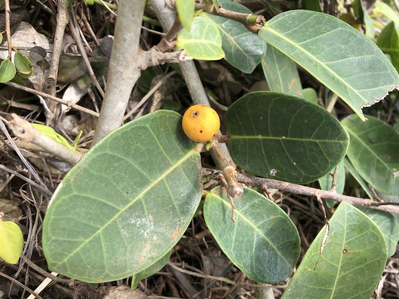 Ficus tinctoria, photographed by 黃美滿