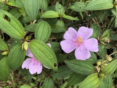 Melastoma malabathricum, photographed by 黃美滿