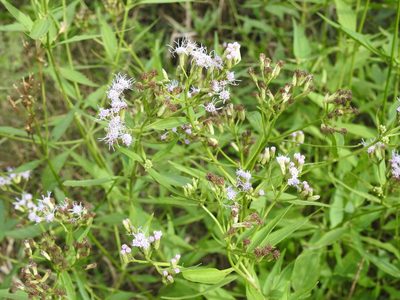 Chromolaena christieana, photographed by Eduardo Luis Beltrocco