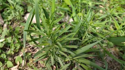 Linaria vulgaris, photographed by Екатерина Гущина