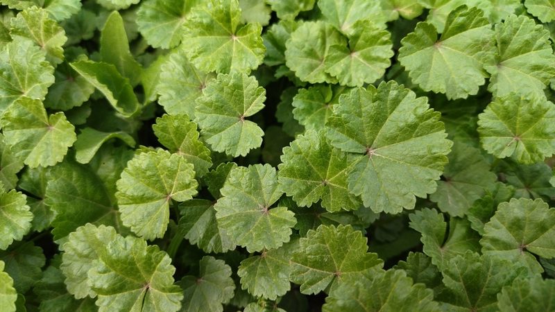 Malva pusilla, photographed by Екатерина Гущина
