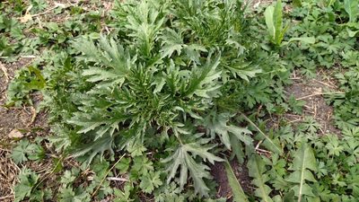 Urtica cannabina, photographed by Екатерина Гущина