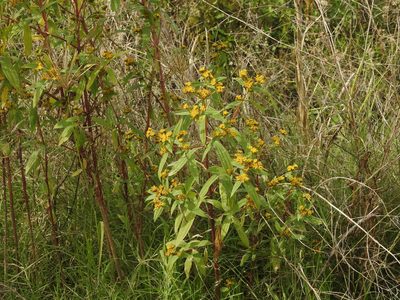 Flaveria bidentis, photographed by Eduardo Luis Beltrocco