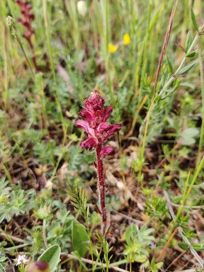Orobanche sanguinea, photographed by Riccardo Rocca