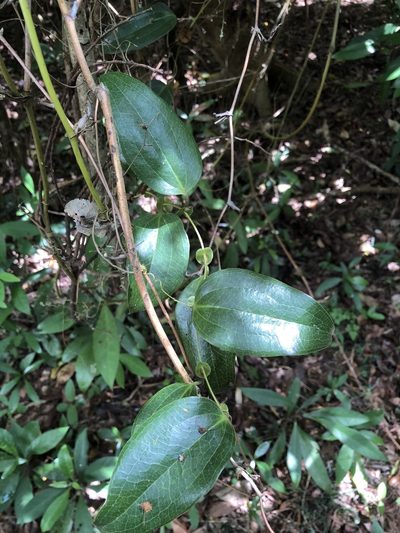 Smilax ocreata, photographed by 黃美滿