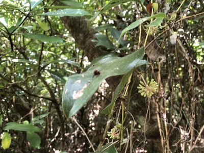 Smilax ocreata, photographed by 黃美滿