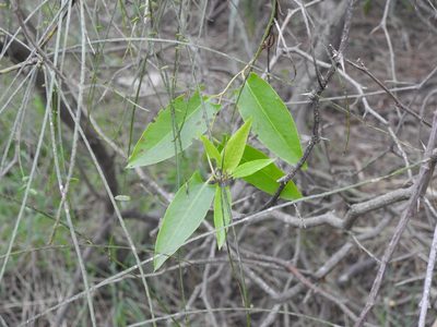Muehlenbeckia sagittifolia, photographed by Eduardo Luis Beltrocco