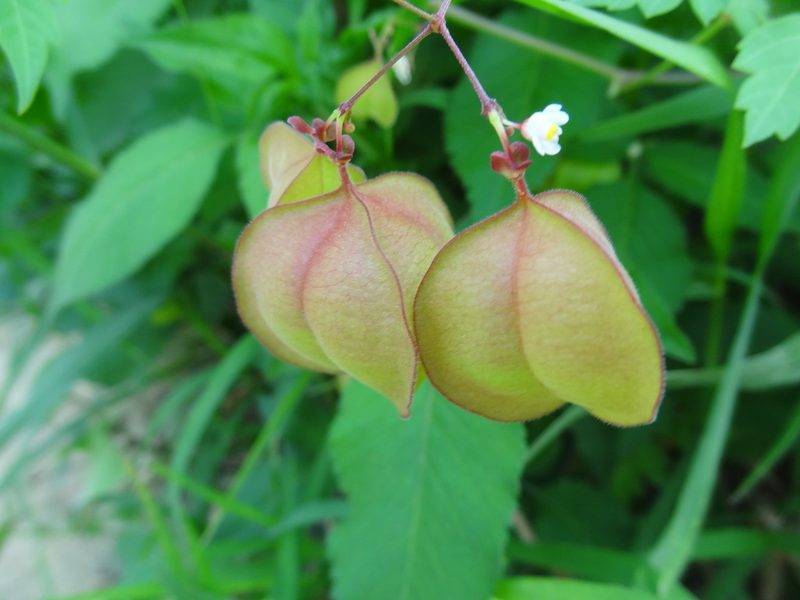 Cardiospermum halicacabum, photographed by 祐