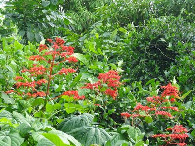 Clerodendrum japonicum, photographed by 祐