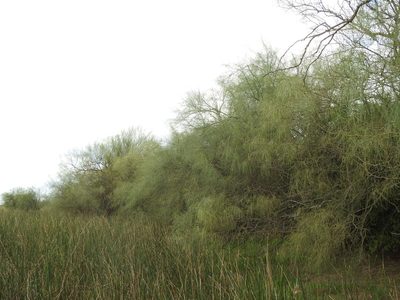 Parkinsonia aculeata, photographed by Eduardo Luis Beltrocco