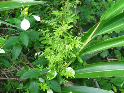 Lygodium japonicum, photographed by 祐
