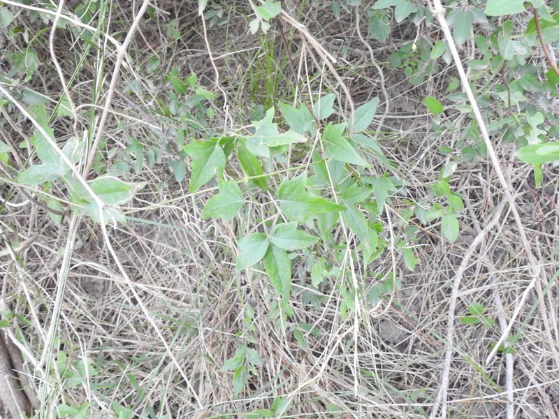 Clematis campestris, photographed by Eduardo Luis Beltrocco