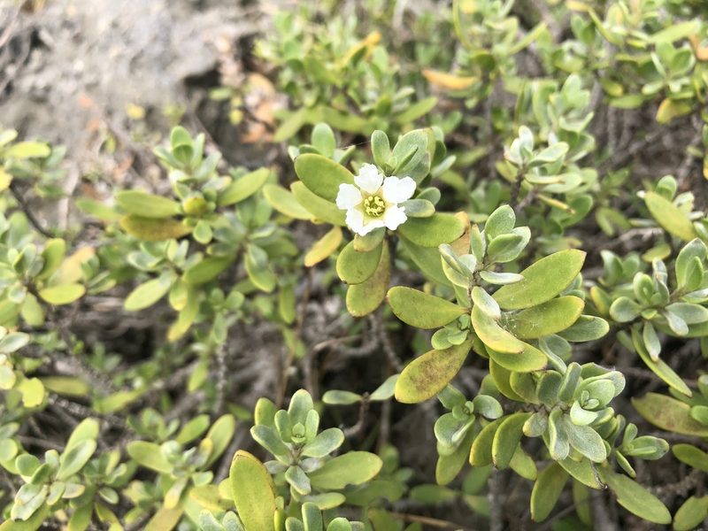 Pemphis acidula, photographed by 黃美滿