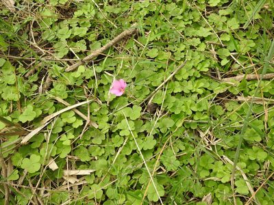 Oxalis hispidula, photographed by Eduardo Luis Beltrocco