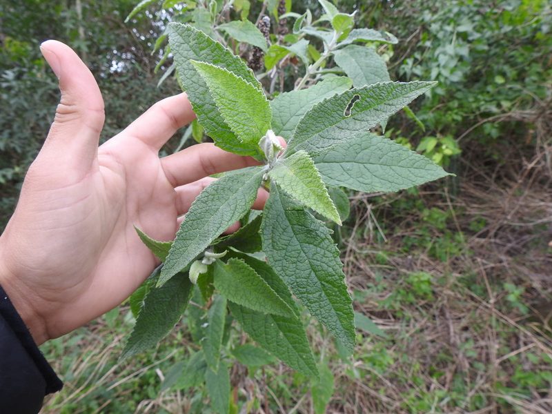 Buddleja stachyoides, photographed by Eduardo Luis Beltrocco