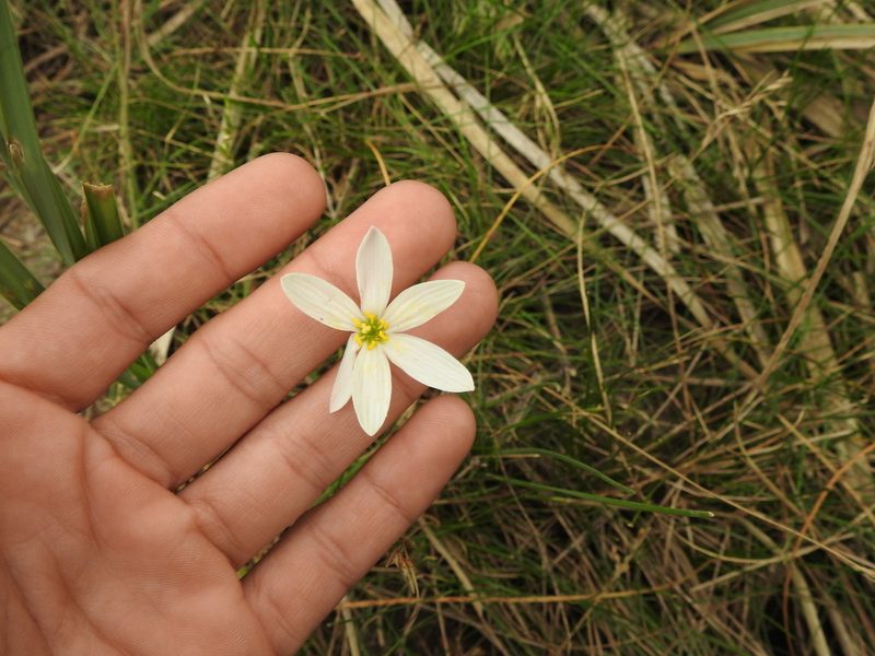 Zephyranthes candida, photographed by Eduardo Luis Beltrocco