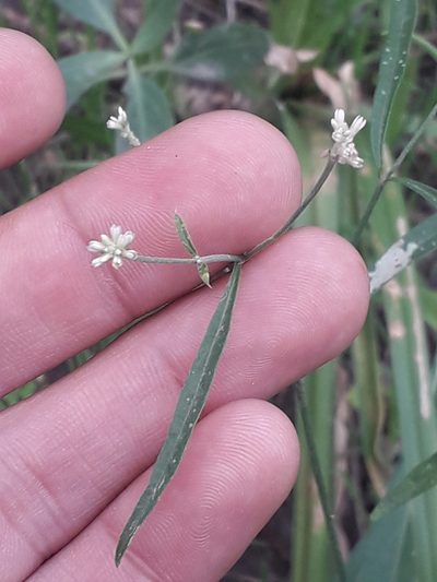 Pfaffia glomerata, photographed by Eduardo Luis Beltrocco