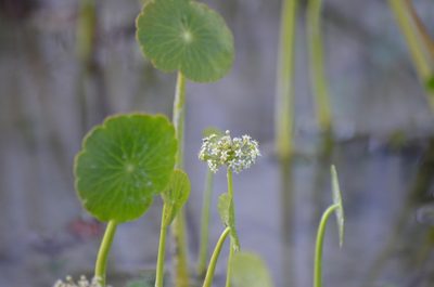Hydrocotyle umbellata, photographed by Josiah Londerée