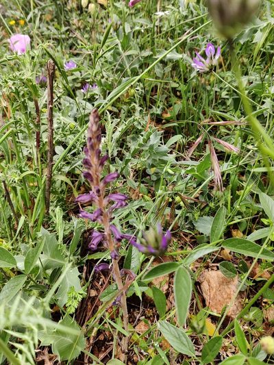 Orobanche lavandulacea, photographed by Riccardo Rocca