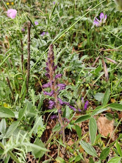 Orobanche lavandulacea, photographed by Riccardo Rocca