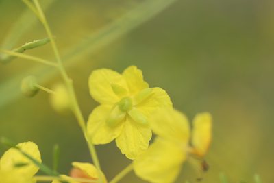 Parkinsonia aculeata