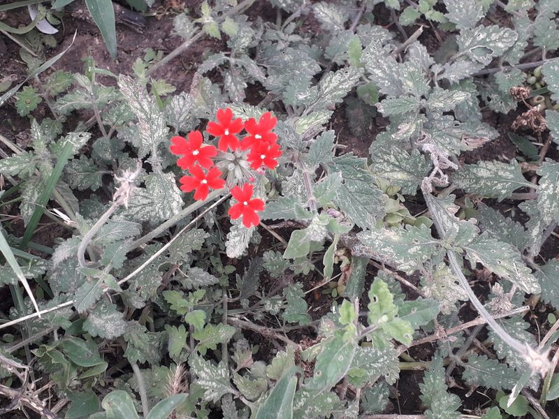 Verbena tweedieana, photographed by Eduardo Luis Beltrocco