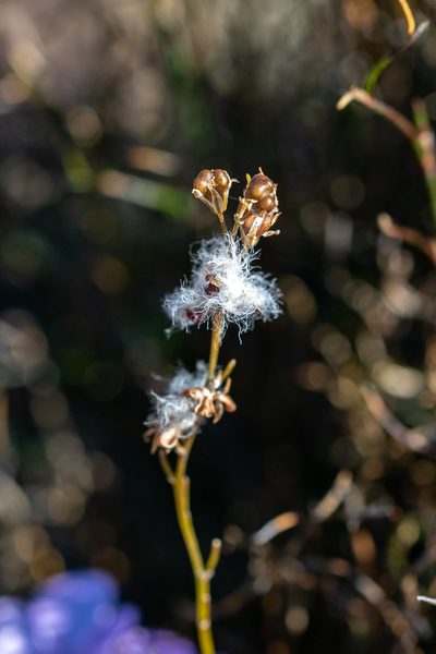 Eriospermum cernuum, photographed by magriet b