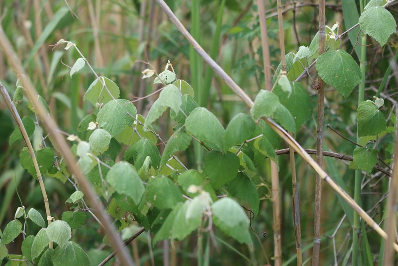 Vitis mustangensis, photographed by Rich Sommer