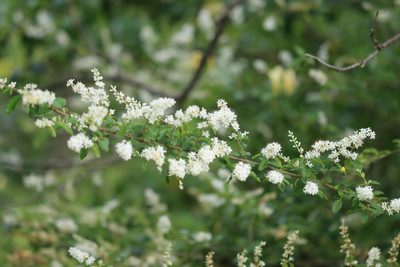 Ligustrum sinense, photographed by Rich Sommer