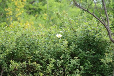 Rosa bracteata, photographed by Rich Sommer