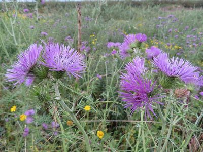 Galactites tomentosus, photographed by Marco Mussita