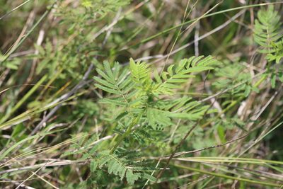 Desmanthus illinoensis, photographed by Rich Sommer