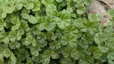 Malva pusilla, photographed by Екатерина Гущина